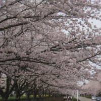 桜見物