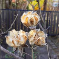 ドブに咲く花も有るから