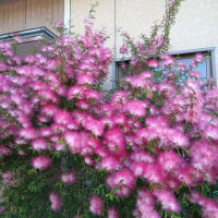 満開のトキワネムノキ