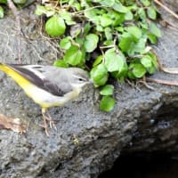 三沢川に小鳥たち