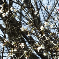 豆桜（ﾏﾒｻﾞｸﾗ）ほぼ満開