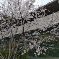 中臼杵小学校の桜