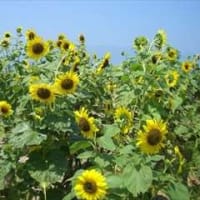 季節折々の花を訪ねて in 滋賀県守山市