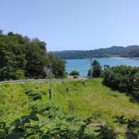 砂浜に咲く花