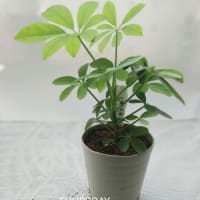 ダイソーの観葉植物１００円　カポックを育てる
