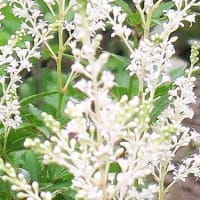 白い妖精「アスチルベ」綺麗。