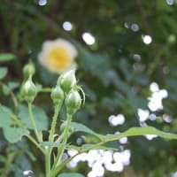 庭の花