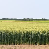 6月の4枚 「小麦の丘」