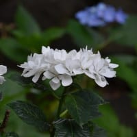 川越八幡宮の紫陽花 ２