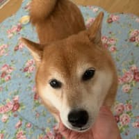 ワンさんとの暮らし♡幸の花束