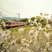 神戸電鉄さくら巡り　その8（ソメイヨシノから八重桜へ）