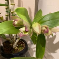 最近の花たち