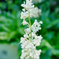 ミョウガの花ではありません！（板橋区立赤塚植物園 2025.7.13 撮影