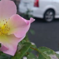 壁に書かれた手書きの文字 （ダニエル５：２４－２８）