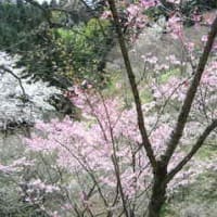 多摩自然科学園の桜５