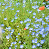 香川県「まんのう公園」