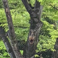 既出かもしれんが、猫が見た広島の人面…樹！？