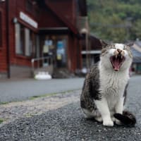 九州D島の猫たち　2025年4月　その2