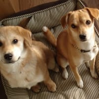 チャオありがとう