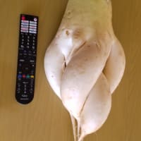 アラララ？の大根