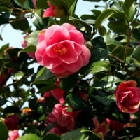 すみれとツバキの花