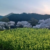 明日香村の「桜景色・２０２４」