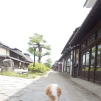 🐩ワンコと一緒に信州上田・軽井沢旅行🐩2018/4/30~5/2＜1日目＞