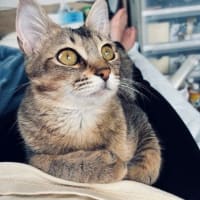 ブログのサービス終了のようだ