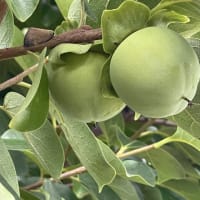 青柿