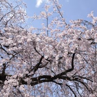 花井寺（かせいじ）のしだれ桜～大月市（回想）