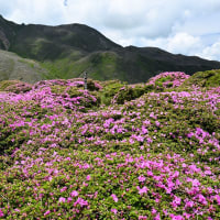 くじゅう連山（立中山）のミヤマキリシマ  2025年花芽の状態良好
