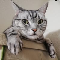 コロナ陽性日記(3)～泣きっ面に蜂～