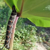 アゲハチョウの幼虫