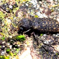 セマダラナガシンクイ