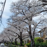 再び桜を観にサイクリング