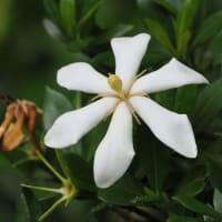 万博記念公園日本庭園の早朝観蓮会にて