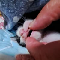  ニャオハ君の今日は・・・。