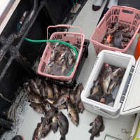 釣果情報