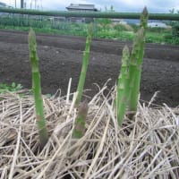 アスパラガスの収穫と立茎栽培