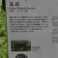ボタンが咲く舞鶴公園：中央区