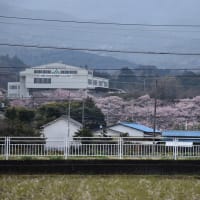 春めき桜狩り　神奈川県南足柄市千津島　ふくざわ公園周辺：春めき桜まつり（3）ふくざわ公園から一ノ堰ハラネ見えます