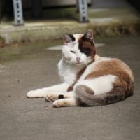 ポンタの捕獲記念日☆