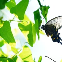 ウマノスズクサとジャコウアゲハ（板橋区立赤塚植物園 2025.6.28 撮影）