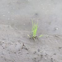 鮮やかな緑に、爽やかな白♪