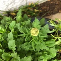 こりゃマズイ　花の名前が　浮かばない😰