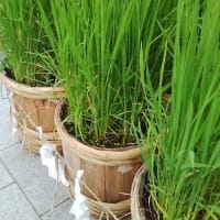東京大神宮 2025/06/30 と 令和七年七月七日
