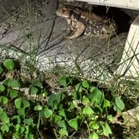 住みついたカエルと　公園のネコ