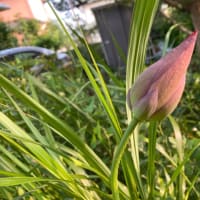 7月9日　蓮の蕾が2個見つけました。