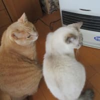 サム暑