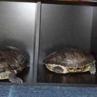 カメたち　今日は何の日